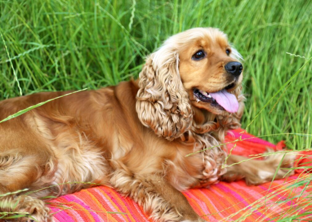 #20. English cocker spaniel (tie)